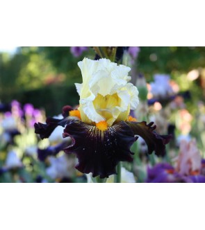 Iris germanica profumato N° 27