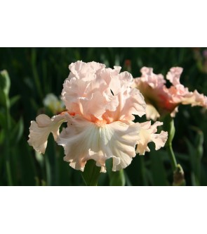 Iris germanica profumato N°...