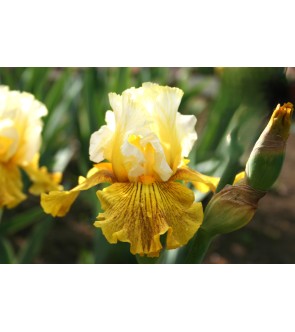 Iris germanica n° 29