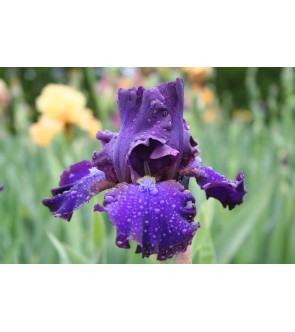 Iris germanica profumato N°...