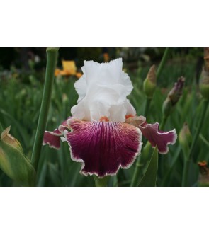 Iris germanica profumato N°...