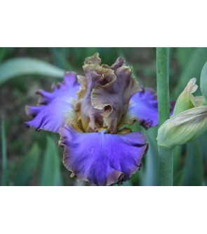 Iris germanica profumato N°...