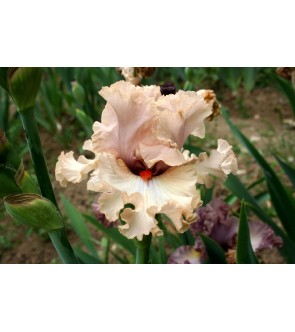 Iris germanica profumato N°...