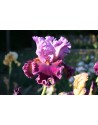 Iris germanica profumato N°...