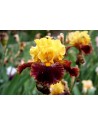 Iris germanica profumato N°...