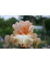 Iris germanica profumato N°...