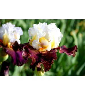 Iris germanica N° 37 NOVITA'