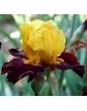 Iris germanica profumato N°...