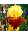 Iris germanica N° 40 NOVITA'