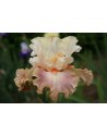 Iris germanica N° 39 NOVITA'