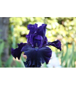 Iris germanica profumato N°...