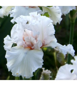 Iris germanica profumato N°...
