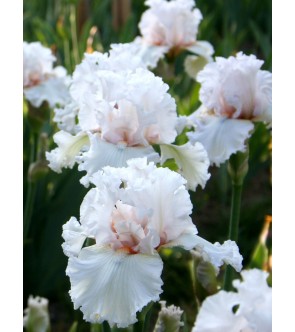 Iris germanica profumato N° 42 NOVITA'