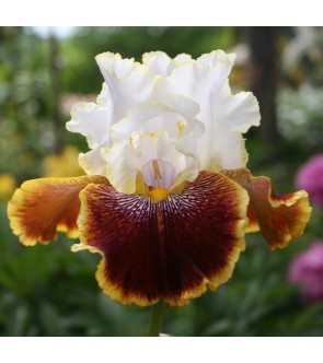 Iris germanica profumato N° 43