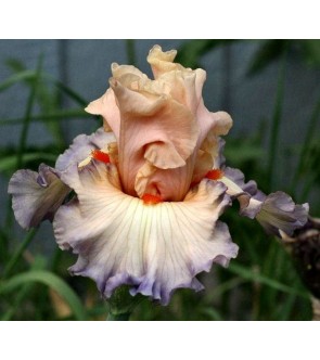Iris germanica profumato N° 44