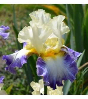Iris germanica N°45 NOVITA'