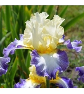 Iris germanica N°45 NOVITA'