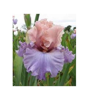 Iris germanica profumato e...