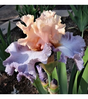 Iris germanica profumato e rifiorente N° 46 NOVITA'