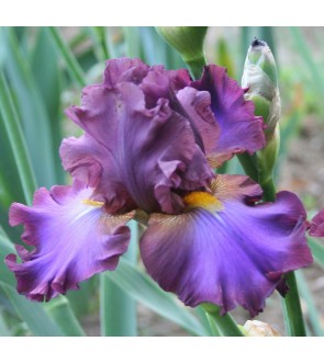 Iris germanica profumato N°...