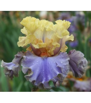 Iris germanica profumato N°...