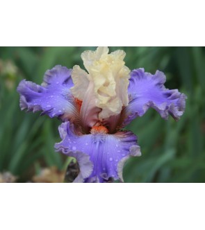 Iris germanica profumato N°...