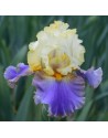 Iris germanica profumato N° 50