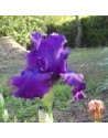 Iris germanica profumato N° 51