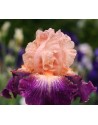 Iris germanica profumato N°...