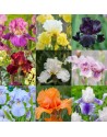 IRIS GERMANICA MISCUGLIO