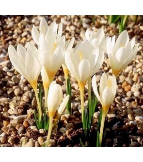 Crocus ochroleucus