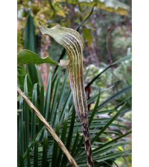 Arisaema nepenthoides