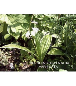 Bletilla Striata Alba...