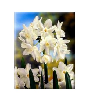 Narciso Paperwhite Ziva