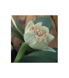 Haemanthus albiflos  RARO...