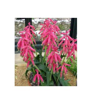 Lachenalia bulbifera