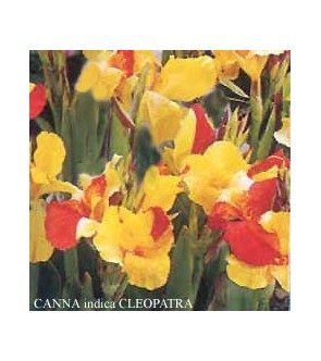 Canna Indica Cleopatra