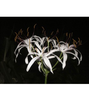 Crinum amoenum