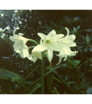 Crinum moorei Album