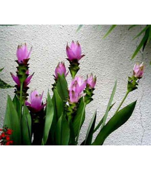 Curcuma alismatifolia