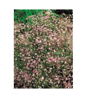 Gypsophila Flamingo Rosa