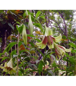 Lilium nepalense