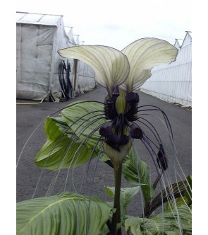 Tacca Nivea