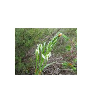 Albuca nelsonii