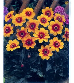 Dalia a foglia rossa Moonfire