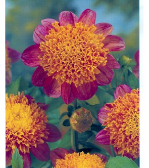 Dalia fior d'anemone Honey