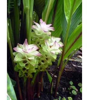 Curcuma leucorhyza