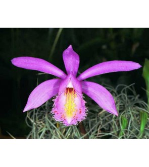 Pleione Formosana