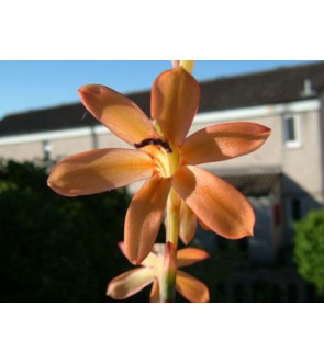 Watsonia meriana