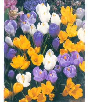 CROCUS VERNUS IN MISCUGLIO